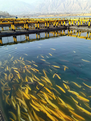 靠水吃"水" 冷水魚養(yǎng)殖帶富一方百姓