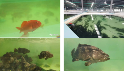 工廠化養(yǎng)石斑魚,每立方米產(chǎn)出35公斤,比傳統(tǒng)養(yǎng)殖模式效益提高3-5倍!