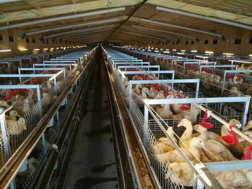 新泰打造北方最大綜合性畜禽食品工業(yè)專業(yè)園區(qū),肉鴨立體籠養(yǎng)模式成全省標(biāo)準(zhǔn)