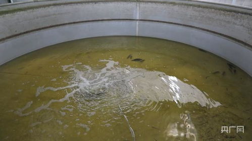 不忘來時路 奮進新征程 智慧農業 賦能水產養殖
