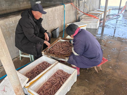 一年之計丨海腸海蠣子上新 帶你看 海上春耕 忙