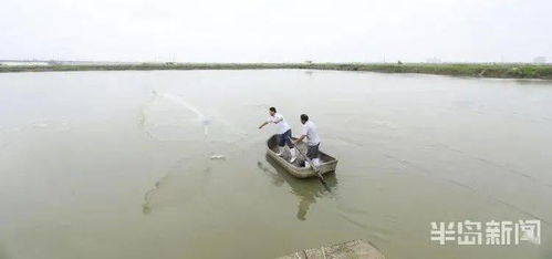 蝦蟹貝 同居 養殖收入翻番 破解海水養殖難題,這套海水混合養殖被農業農村部遴選為主推技術
