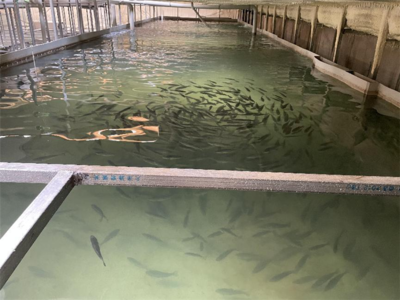 睢寧梁集:升級循環水系統 探索水產養殖新模式