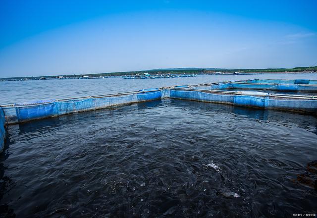 日本長崎百萬條養殖魚死亡:我們該如何保護海洋生態?