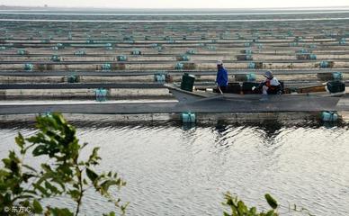 水產養殖用em菌調節水質的好處