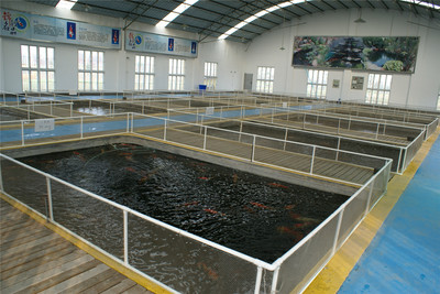 基地展示-產品展示-杭州海皇星錦鯉養殖場