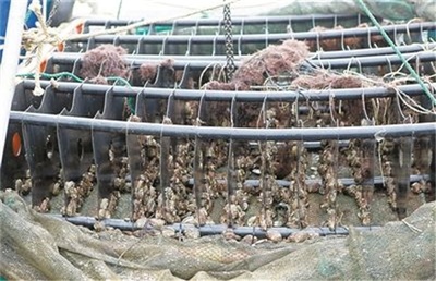 水產養殖什么最賺錢