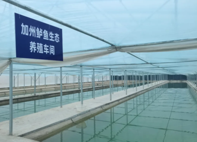 澤普縣:戈壁灘上“養”出致富新希望 加州鱸魚“游”出鄉村振興路