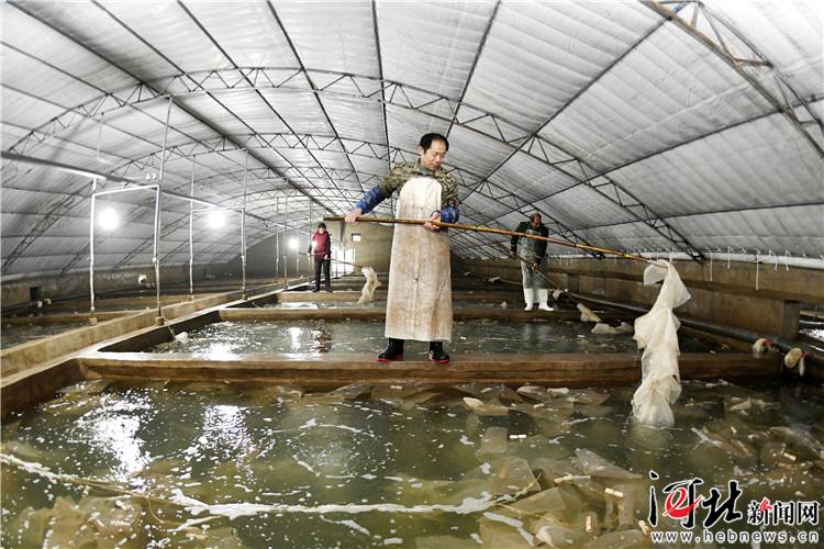 樂亭縣大力發展海產品工廠化養殖