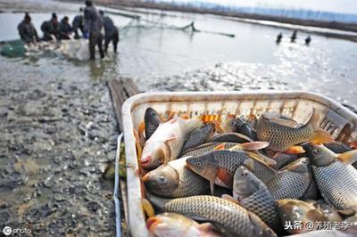 2020年,我不想搞水產養殖了