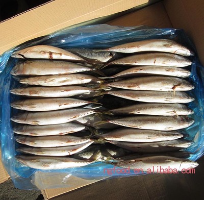 水冷鮐魚_其他價格_中國水產養殖網